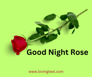 Good-Night-Rose