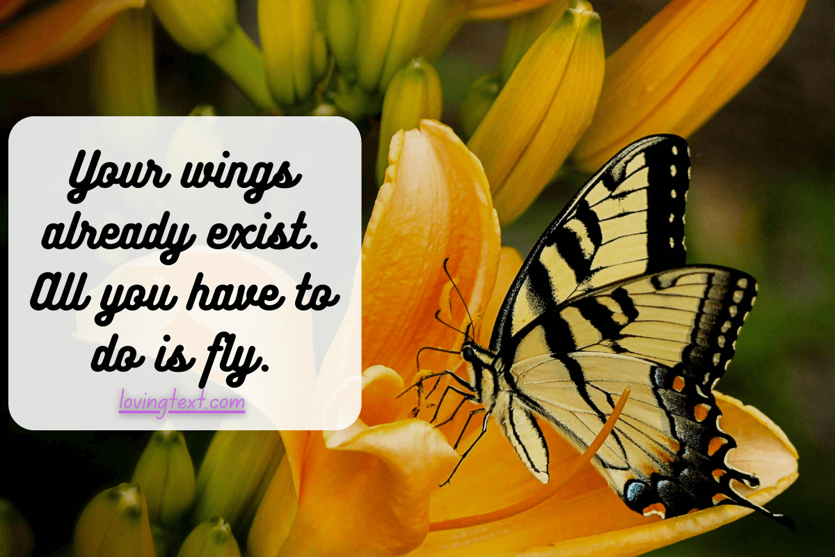 Butterfly Quotes