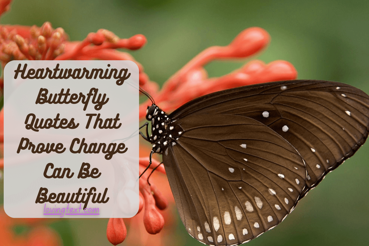 Heartwarming Butterfly Quotes That Prove Change Can Be Beautiful