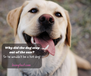 dog jokes for dog lovers